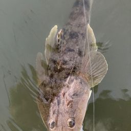 マゴチ