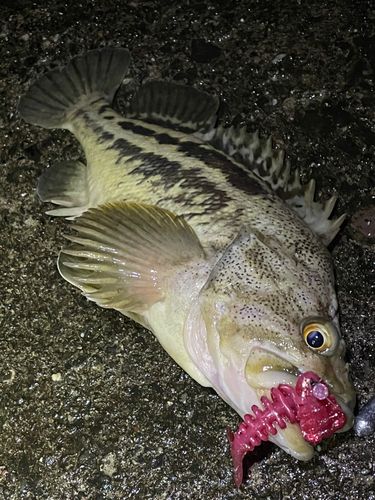 シマゾイの釣果
