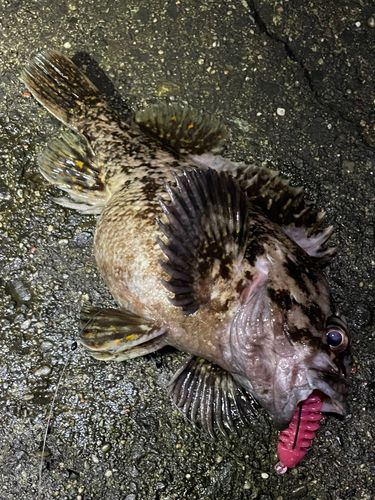 ハチガラの釣果