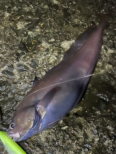 ドンコの釣果