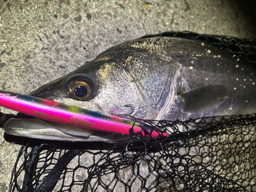 マルスズキの釣果