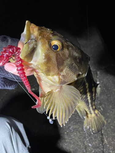 シマゾイの釣果