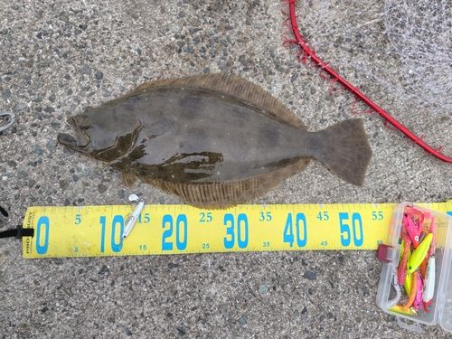 ヒラメの釣果