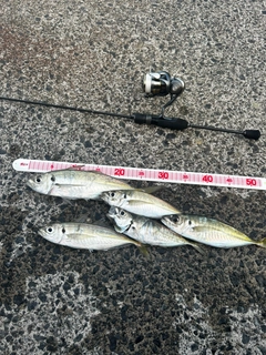 アジの釣果