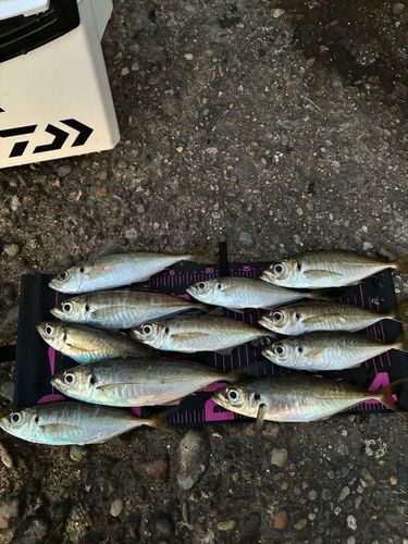 アジの釣果