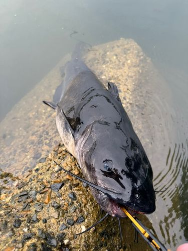アメリカナマズの釣果