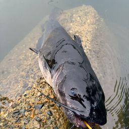 アメリカナマズ