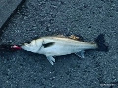 シーバスの釣果
