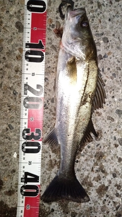 フッコ（マルスズキ）の釣果