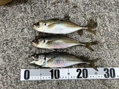 アジの釣果