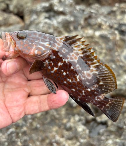 キジハタの釣果