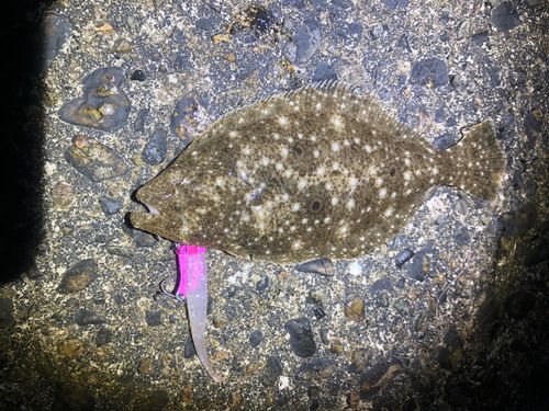 ソゲの釣果
