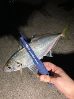 マアジの釣果