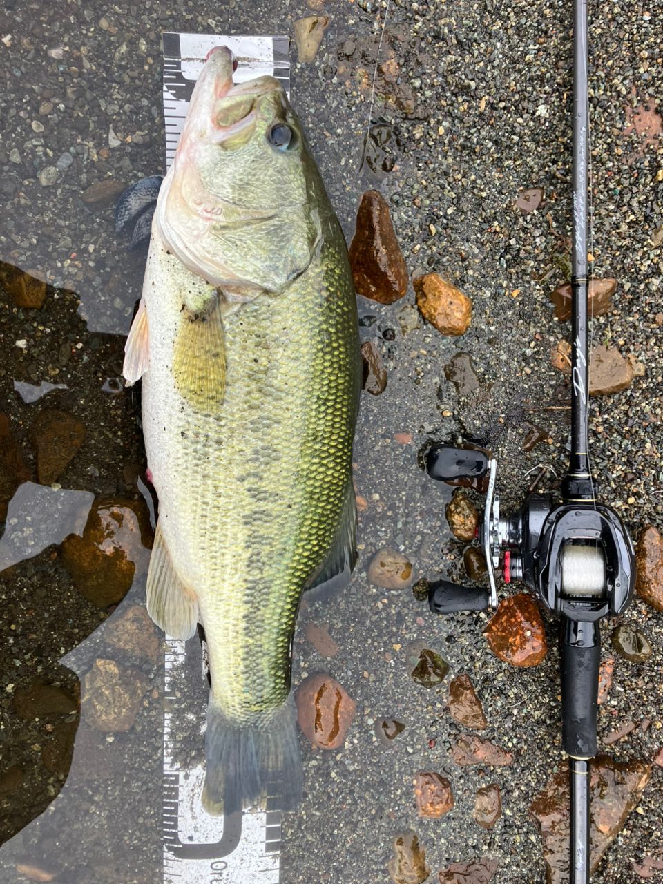 MajorCraft デイズ ベイト DYC-69MHの最安値・インプレ・釣果 | 本音の