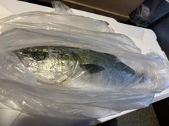 ガンドの釣果