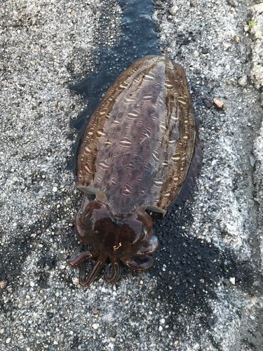 モンゴウイカの釣果