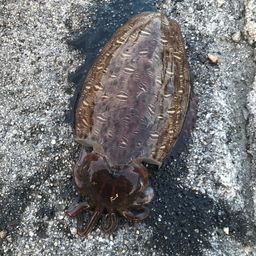 モンゴウイカ