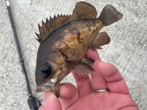 メバルの釣果