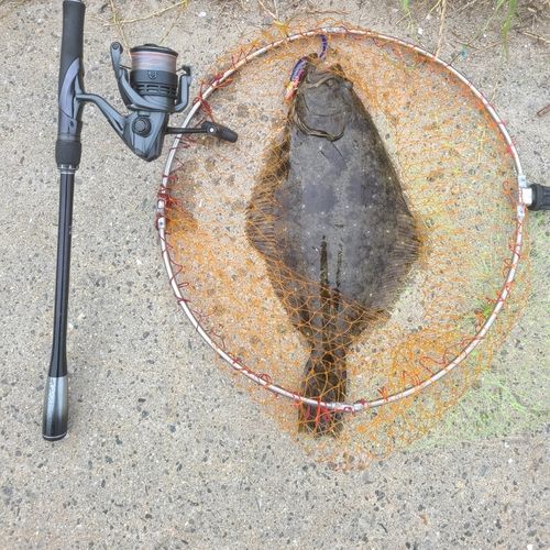 ヒラメの釣果