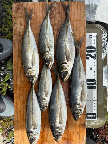 アジの釣果