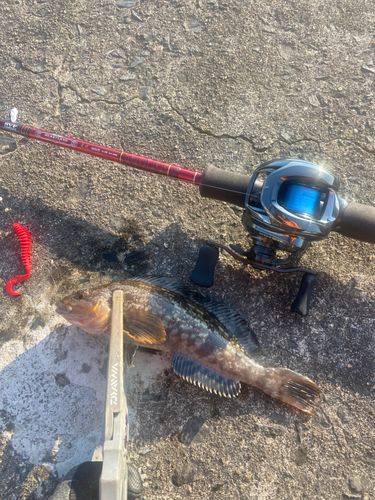 アイナメの釣果