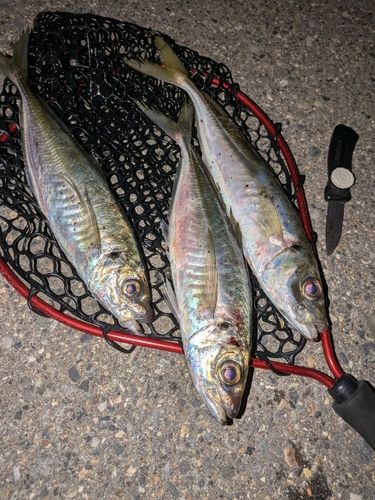アジの釣果