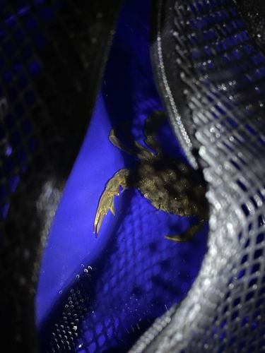 ワタリガニの釣果