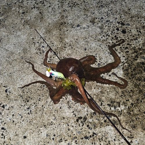 タコの釣果