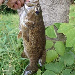 スモールマウスバス