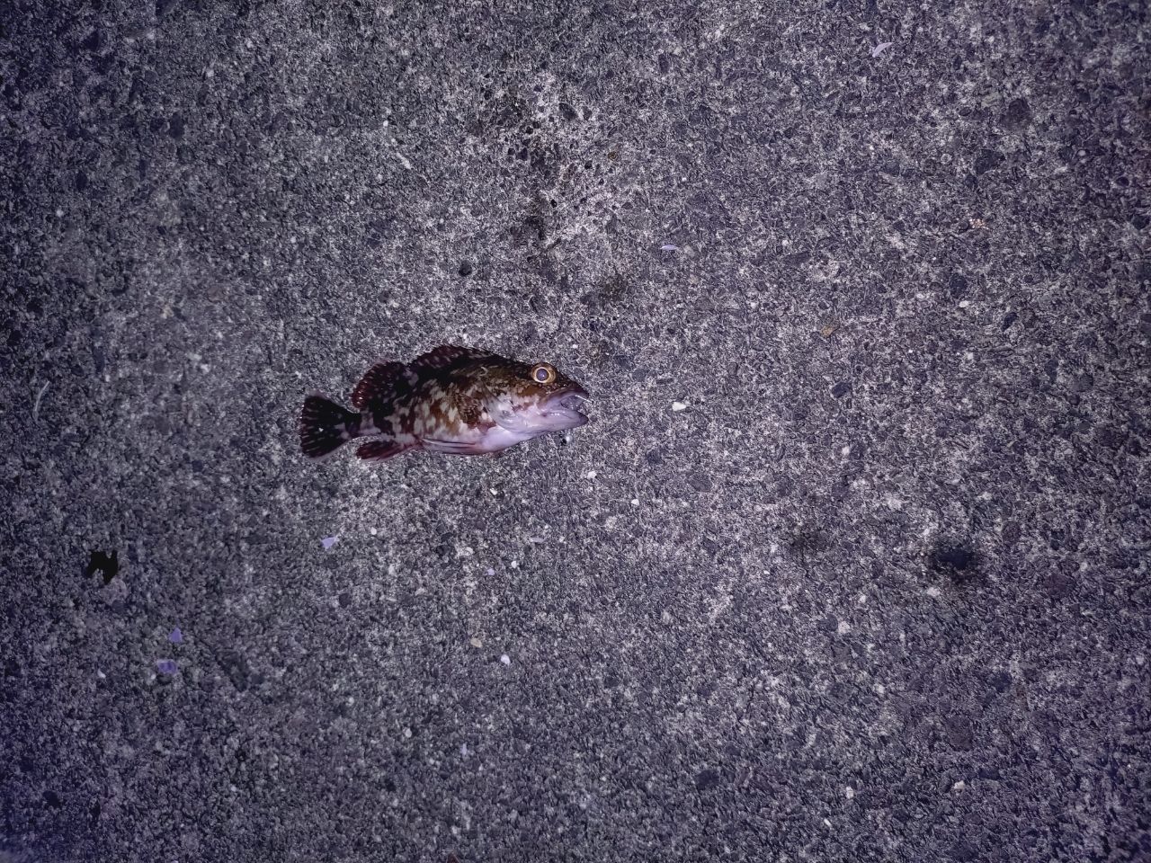 カサゴ