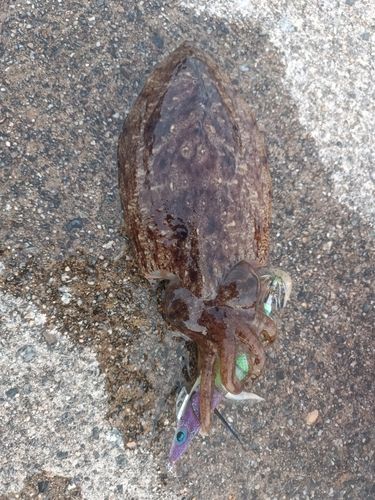 コウイカの釣果