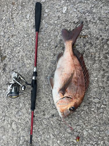 タイの釣果