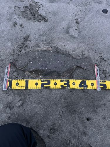 ヒラメの釣果
