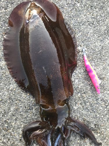 アオリイカの釣果