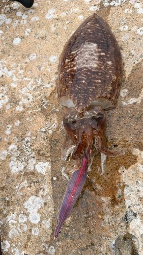 コウイカの釣果