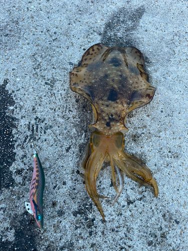 アオリイカの釣果
