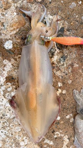 ケンサキイカの釣果