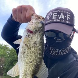 ラージマウスバス