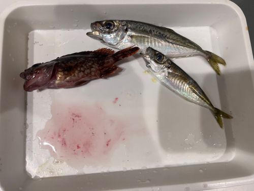 アジの釣果