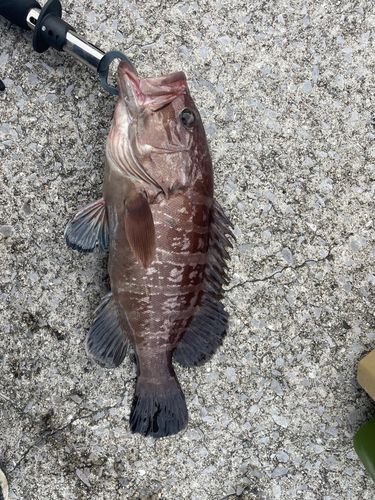 マハタの釣果