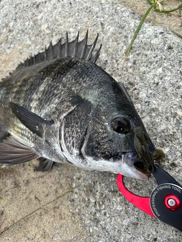 クロダイの釣果