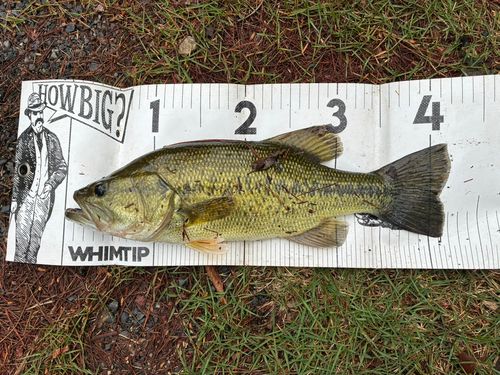 ブラックバスの釣果
