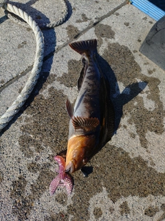 アイナメの釣果