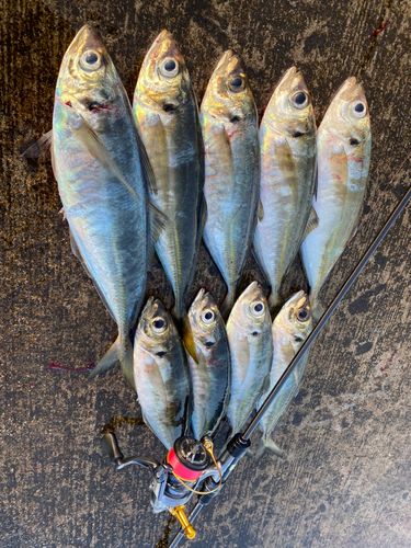 アジの釣果