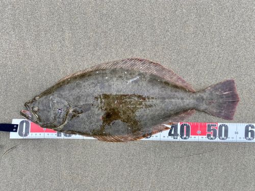 ヒラメの釣果