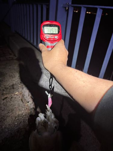 モンゴウイカの釣果