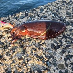 モンゴウイカ