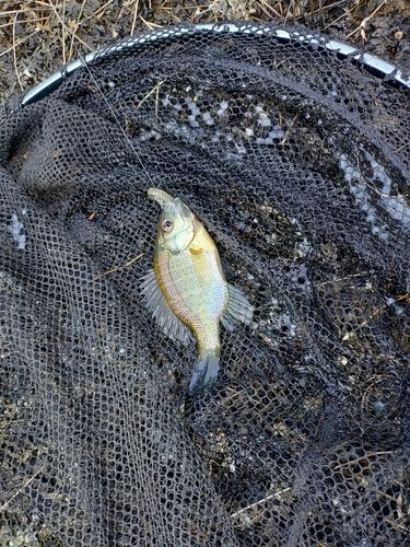 ブルーギルの釣果