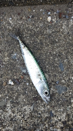 サバの釣果