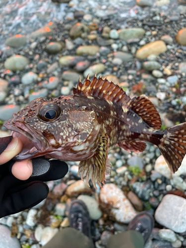 キジハタの釣果